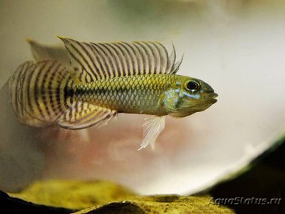 Фото Апистограмма сетчатая , пертензе Apistogramma pertensis  (photo#109243)