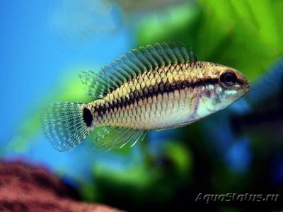 Фото Апистограмма сетчатая , пертензе Apistogramma pertensis  (photo#109244)