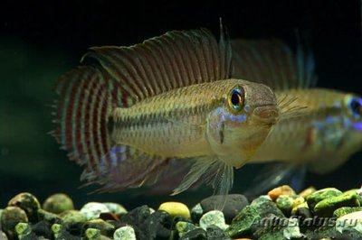 Фото Апистограмма сетчатая , пертензе Apistogramma pertensis  (photo#109245)