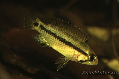 Фото Апистограмма сетчатая , пертензе Apistogramma pertensis  (photo#109246)