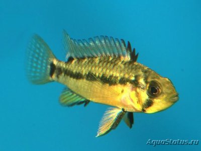 Фото Апистограмма Ассурини Apistogramma sp. ,, Assurini  (photo#109247)