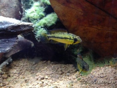 Фото Апистограмма Ассурини Apistogramma sp. ,, Assurini  (photo#109248)