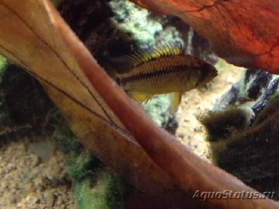 Фото Апистограмма Ассурини Apistogramma sp. ,, Assurini  (photo#109250)