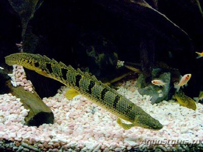 Фото Многопер дельхези , или полиптерус дельхези Polypterus delhezi  (photo#109268)