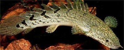 Фото Многопер дельхези , или полиптерус дельхези Polypterus delhezi  (photo#109269)