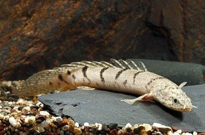 Фото Многопер дельхези , или полиптерус дельхези Polypterus delhezi  (photo#109271)