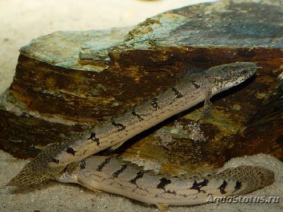 Фото Многопер дельхези , или полиптерус дельхези Polypterus delhezi  (photo#109272)