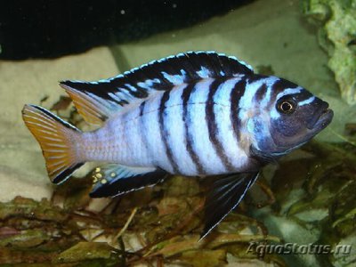 Фото Псевдотрофеус элонгатус Pseudotropheus elongatus , elongate mbuna  (photo#109281)