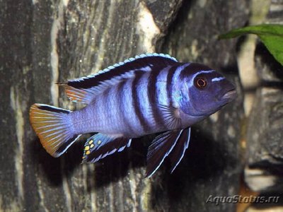 Фото Псевдотрофеус элонгатус Pseudotropheus elongatus , elongate mbuna  (photo#109283)