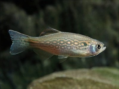 Фото Данио Дангила Danio dangila  (photo#109348)