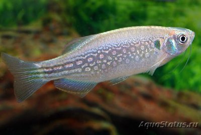 Фото Данио Дангила Danio dangila  (photo#109354)