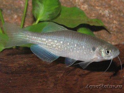 Фото Данио Дангила Danio dangila  (photo#109355)