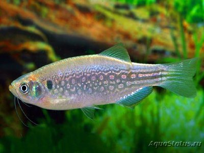 Фото Данио Дангила Danio dangila  (photo#109356)