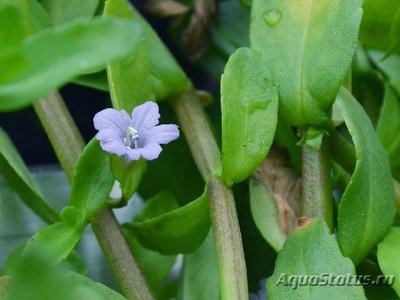 Бакопа городчатая ( Ваcopa crenata )