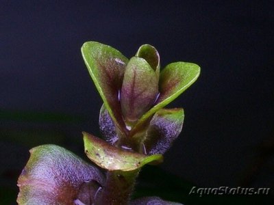 Фото Бакопа Зальцмана Bacopa sp. Salzmannii  (photo#109391)