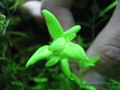 Фото Бакопа Японская Bacopa sp. Japan  (photo#109394)