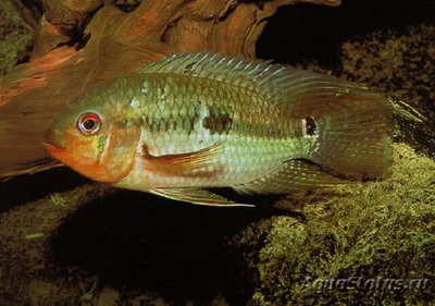 Фото Акара сетчатая Aequidens tetramerus  (photo#109401)