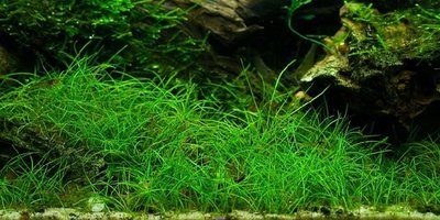 Фото Элеохарис мини Eleocharis sp. Mini  (photo#109421)