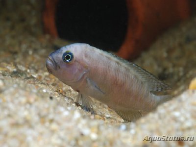 Тельматохромис темпоралис ( Telmatochromis temporalis )