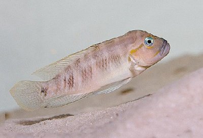 Тельматохромис темпоралис ( Telmatochromis temporalis )