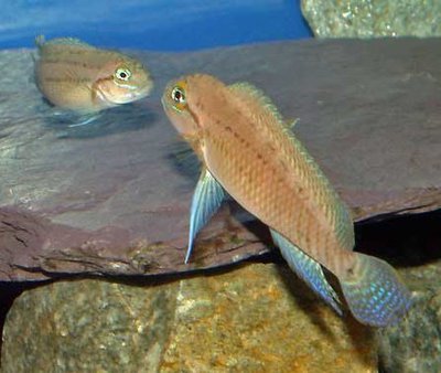 Тельматохромис темпоралис ( Telmatochromis temporalis )