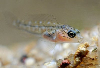 Тельматохромис темпоралис ( Telmatochromis temporalis )