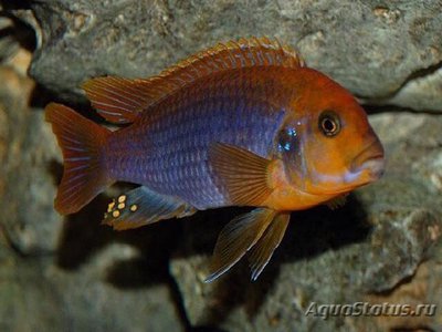 Фото Йодотрофеус Шпренгера Iodotropheus sprengerae  (photo#109472)