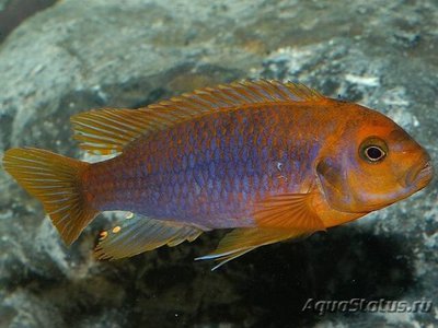 Фото Йодотрофеус Шпренгера Iodotropheus sprengerae  (photo#109473)