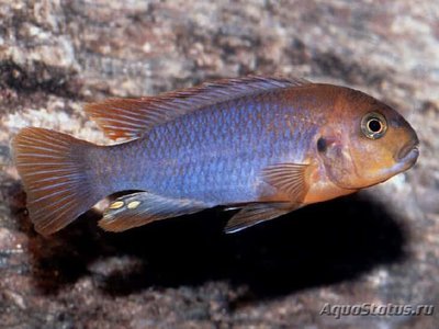 Фото Йодотрофеус Шпренгера Iodotropheus sprengerae  (photo#109474)