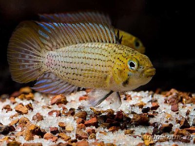 Фото Апистограмма тукуруи Apistogramma tucurui  (photo#109476)