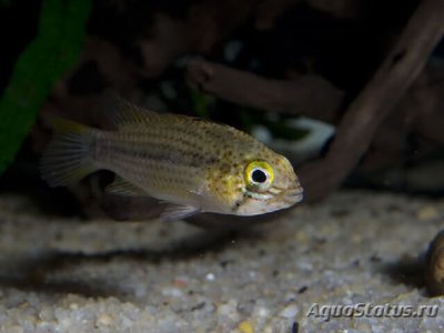 Фото Апистограмма тукуруи Apistogramma tucurui  (photo#109477)