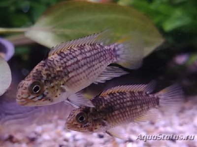 Фото Апистограмма тукуруи Apistogramma tucurui  (photo#109478)