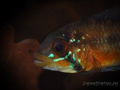 Апистограмма атахуалпа ( Apistogramma atahualpa )