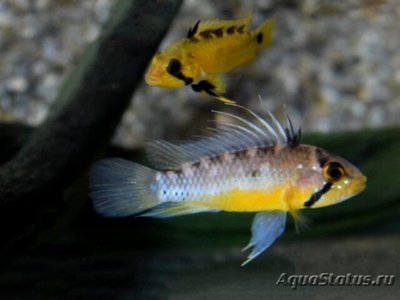 Апистограмма атахуалпа ( Apistogramma atahualpa )