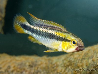 Фото Апистограмма Абакаксис Apistogramma sp. Abacaxis  (photo#109485)