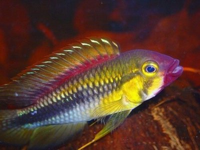 Фото Апистограмма Абакаксис Apistogramma sp. Abacaxis  (photo#109486)