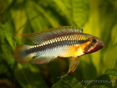 Фото Апистограмма Абакаксис Apistogramma sp. Abacaxis  (photo#109487)