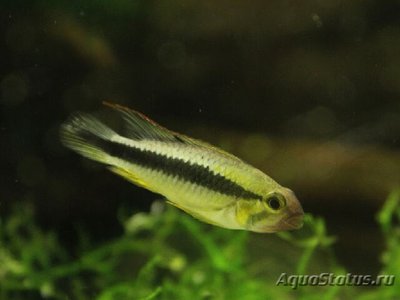 Фото Апистограмма Абакаксис Apistogramma sp. Abacaxis  (photo#109489)