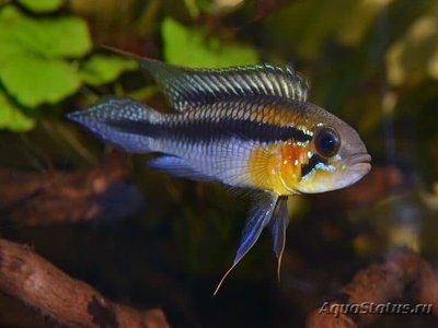 Фото Апистограмма Гефира Apistogramma gephyra  (photo#109496)