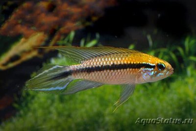 Фото Апистограмма Гефира Apistogramma gephyra  (photo#109497)