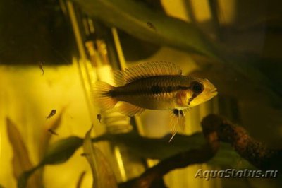 Фото Апистограмма Гефира Apistogramma gephyra  (photo#109498)