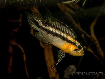 Фото Апистограмма Гефира Apistogramma gephyra  (photo#109499)