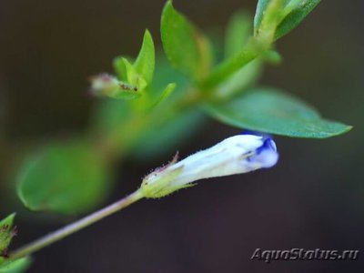 Фото Линдерния мелкоцветковая Lindenia parviflora  (photo#109505)