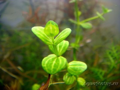 Фото Линдерния мелкоцветковая Lindenia parviflora  (photo#109506)