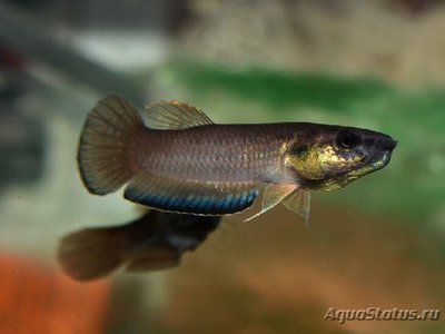 Фото Бетта симплекс Betta simplex  (photo#109520)