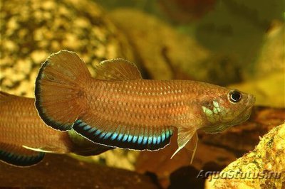 Фото Бетта симплекс Betta simplex  (photo#109522)