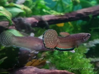 Фото Бетта симплекс Betta simplex  (photo#109523)