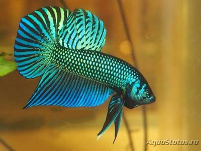 Фото Бетта Махачай Betta mahachaiensis  (photo#109524)