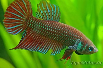 Фото Бетта Махачай Betta mahachaiensis  (photo#109525)