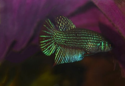 Бетта Махачай ( Betta mahachaiensis  )